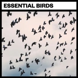 Big Room Sound Essential Birds [WAV] (Premium)