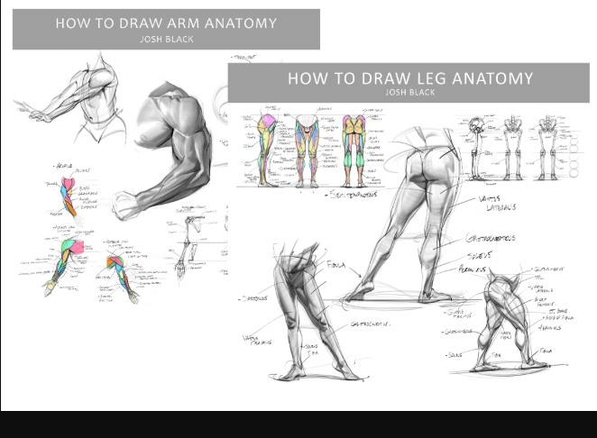 Gumroad – Josh H Black – Legs and Arms Anatomy Bundle 